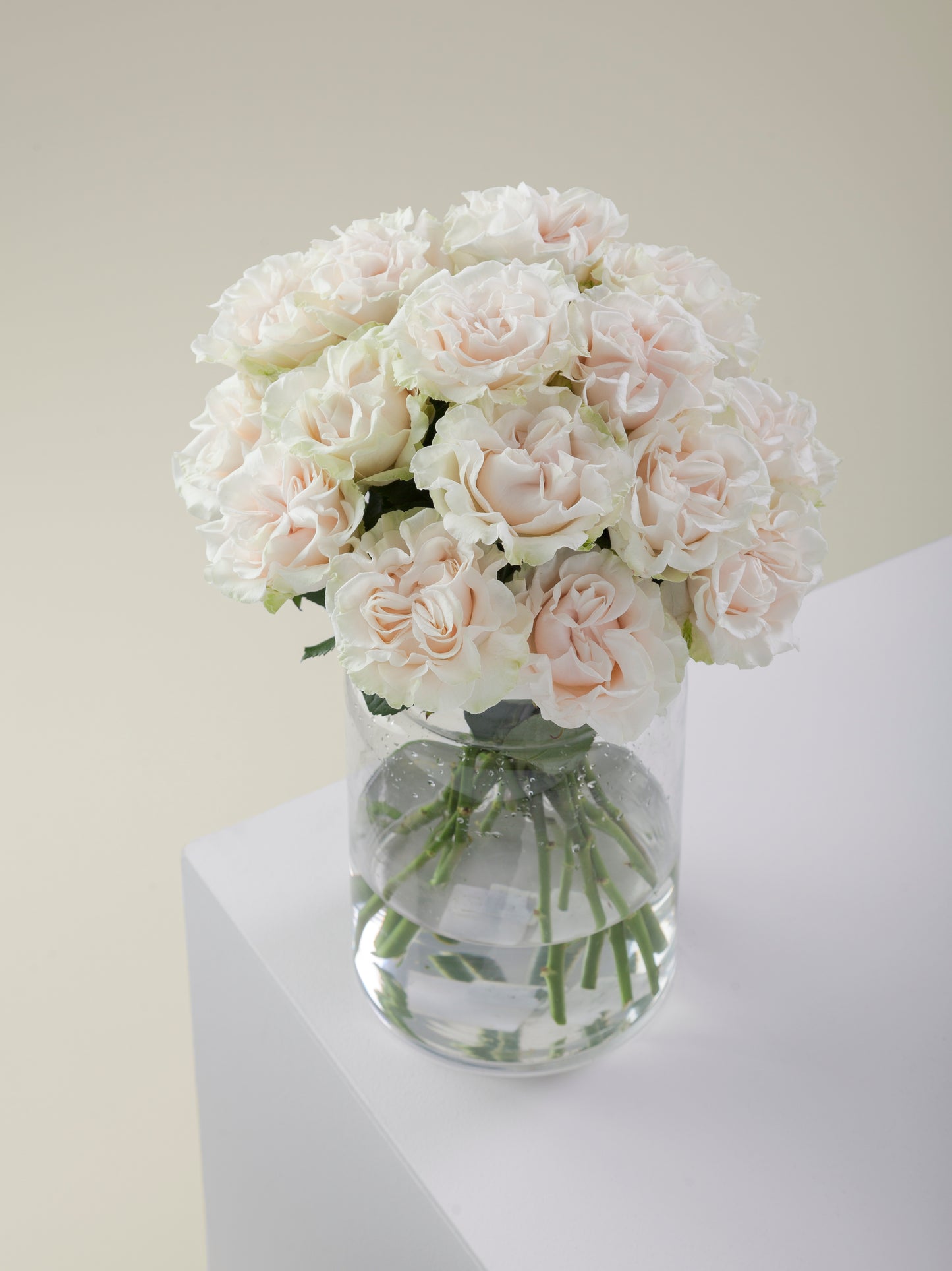Rose Garden Rose Cotton Xpression 4inch size