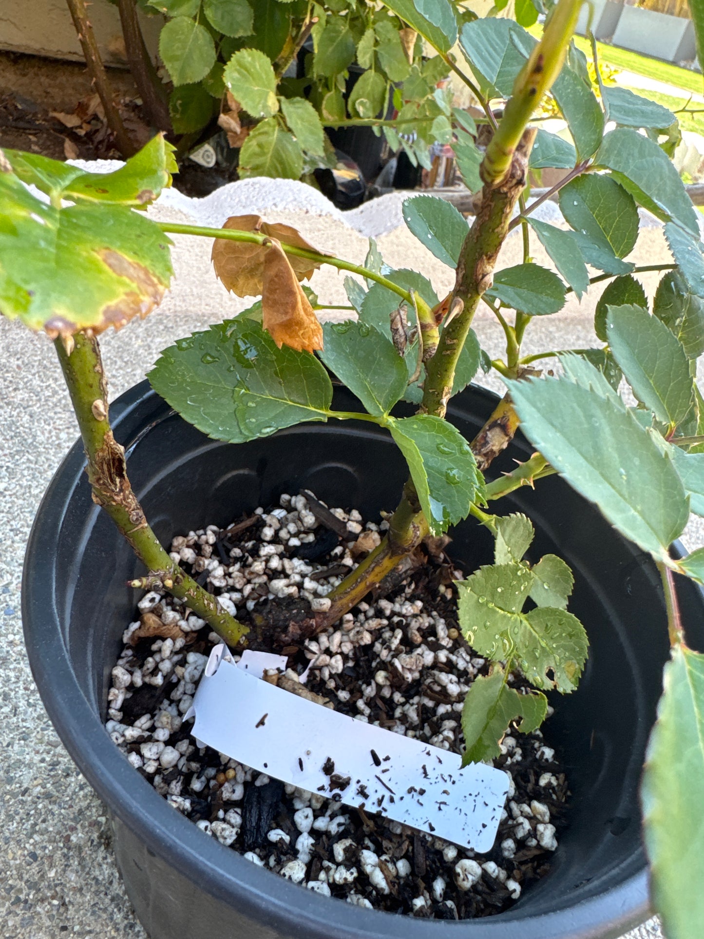 Rose Kensington P 肯辛顿公园   1 gallon size.