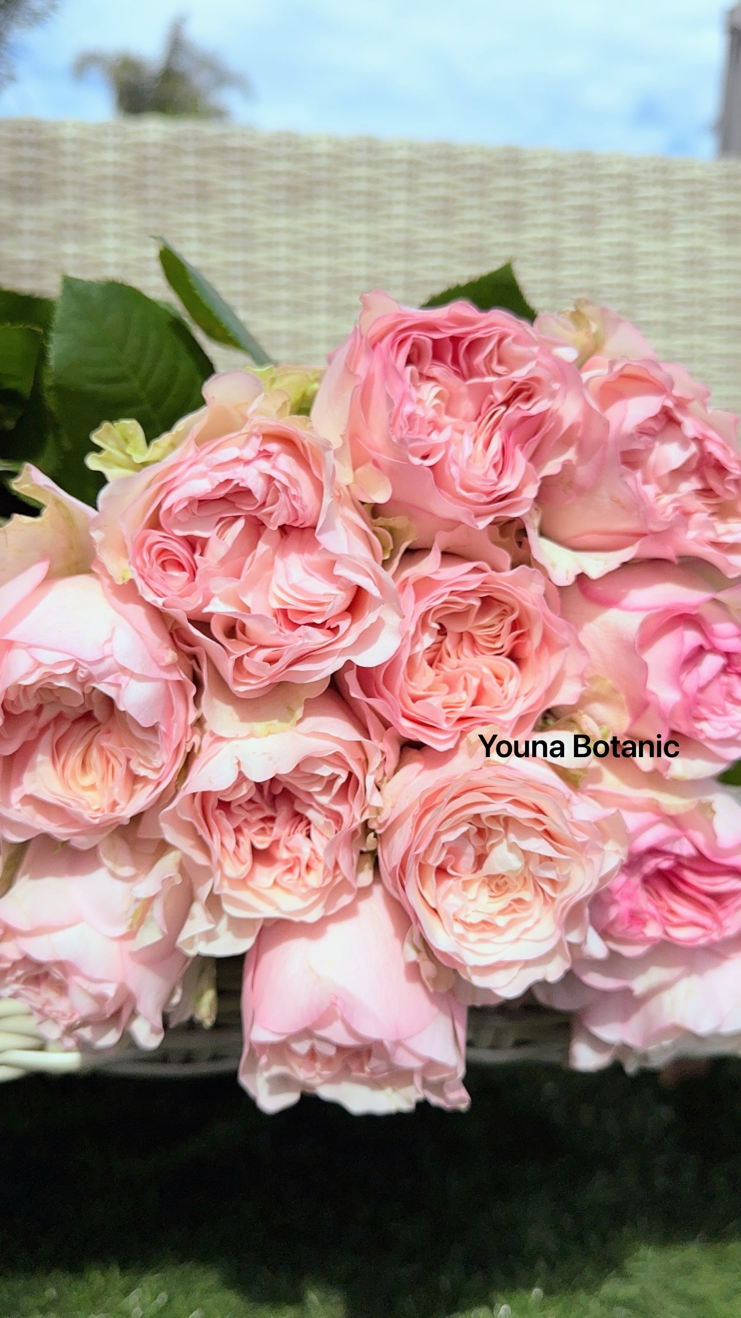 Rose Truly You 6inch size own root