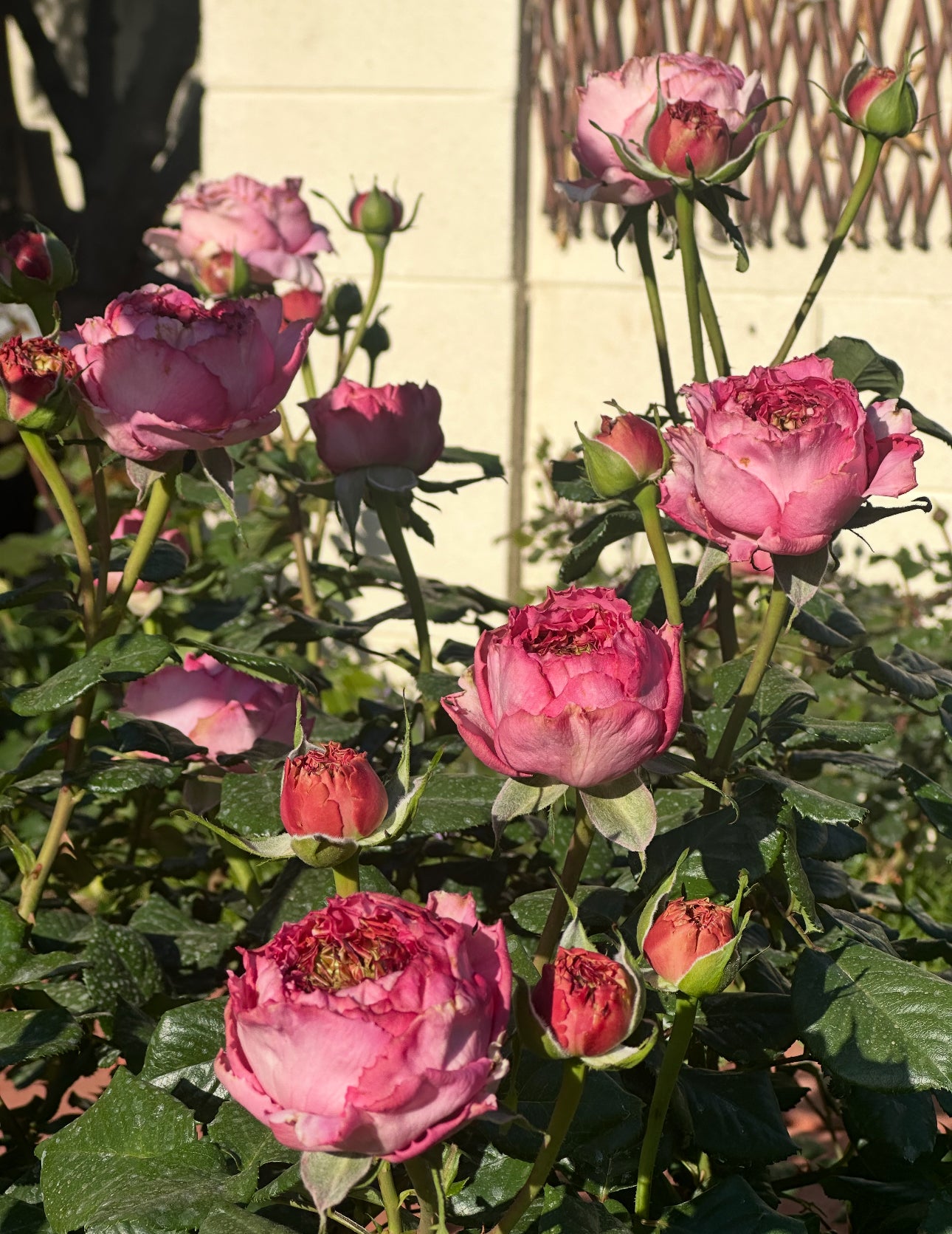 Rose Cepheus 1 gallon