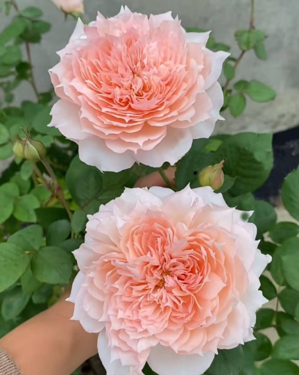 Rose Monique Darve (戴维莫妮卡) - 1 Gallon Size