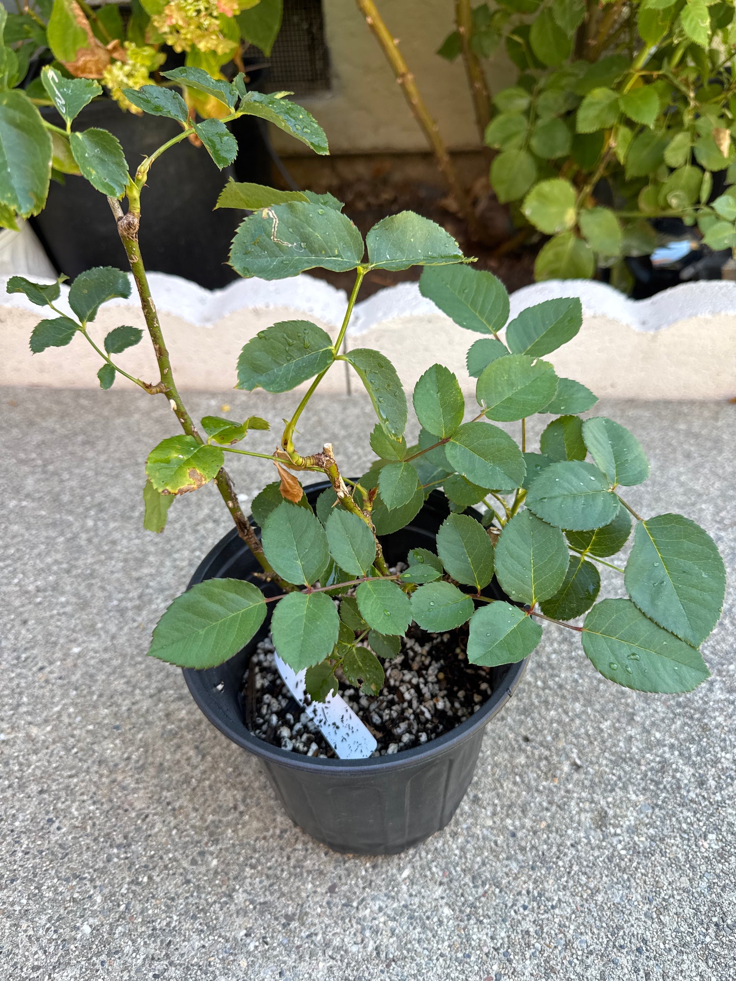 Rose Kensington P 肯辛顿公园   1 gallon size.
