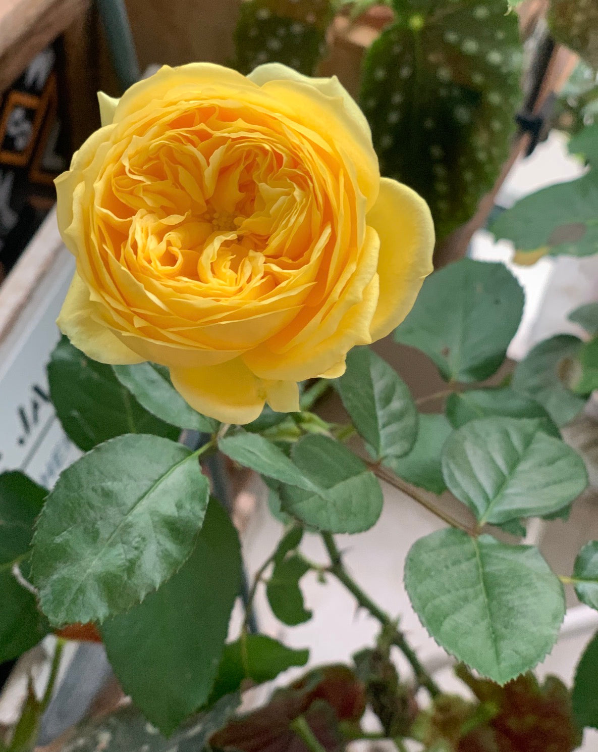 Rose Sunny Antic 1 gallon size