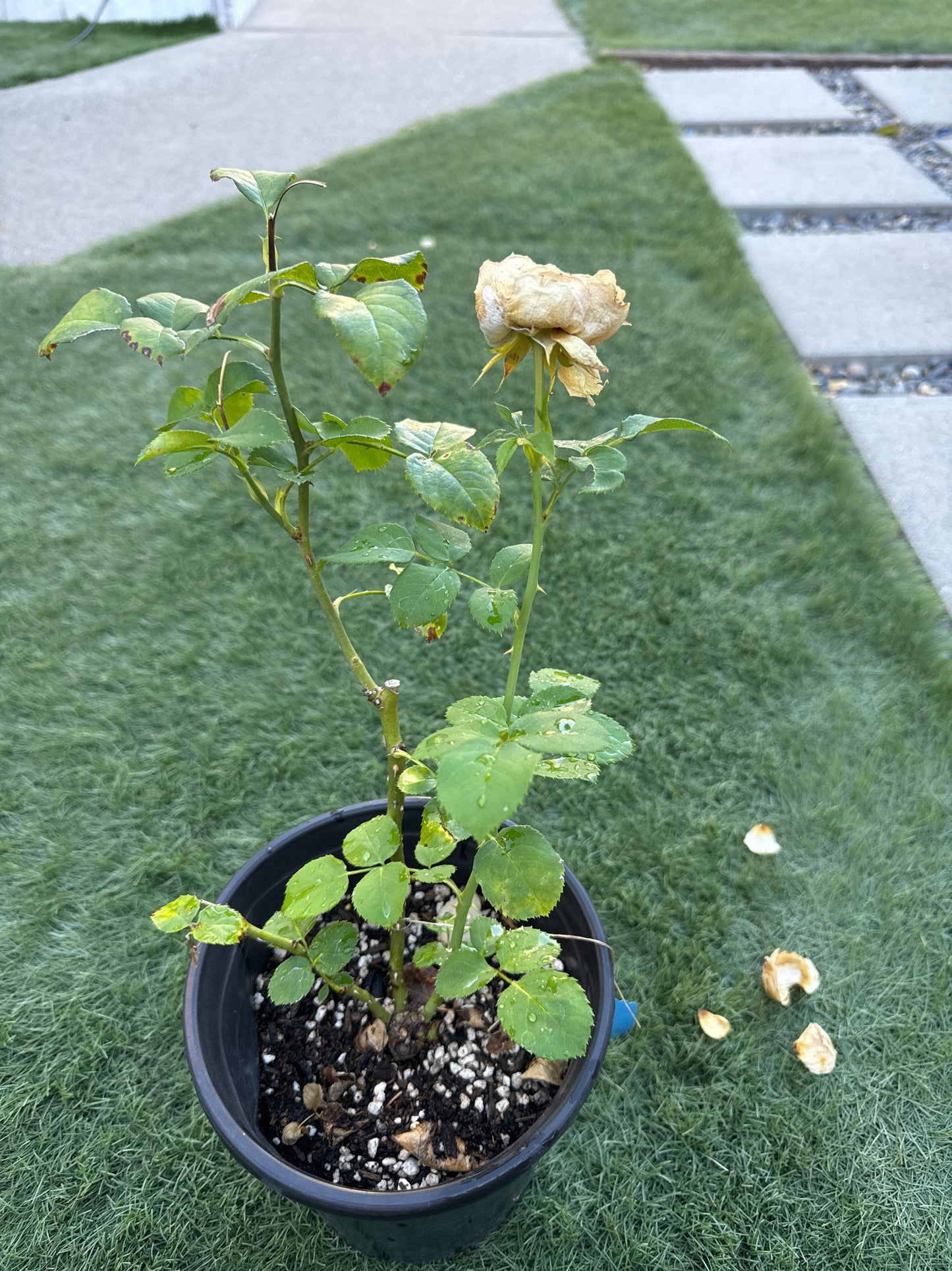 Rose Mansfield Park 酷皮 1 gallon
