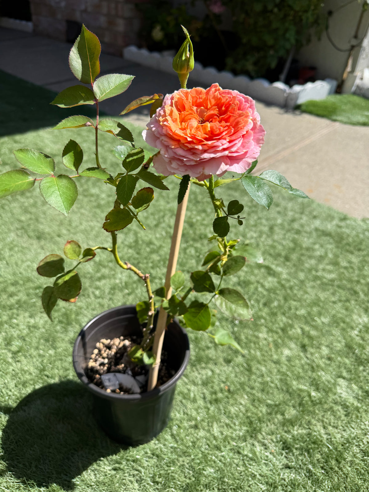 Rose Romantic Antic 1 gallon size