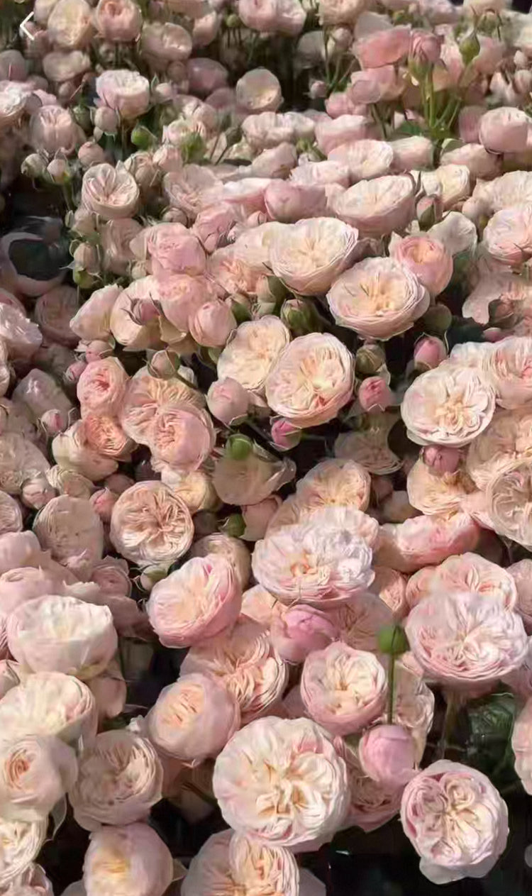 Rose Royal Blush 6inch own root