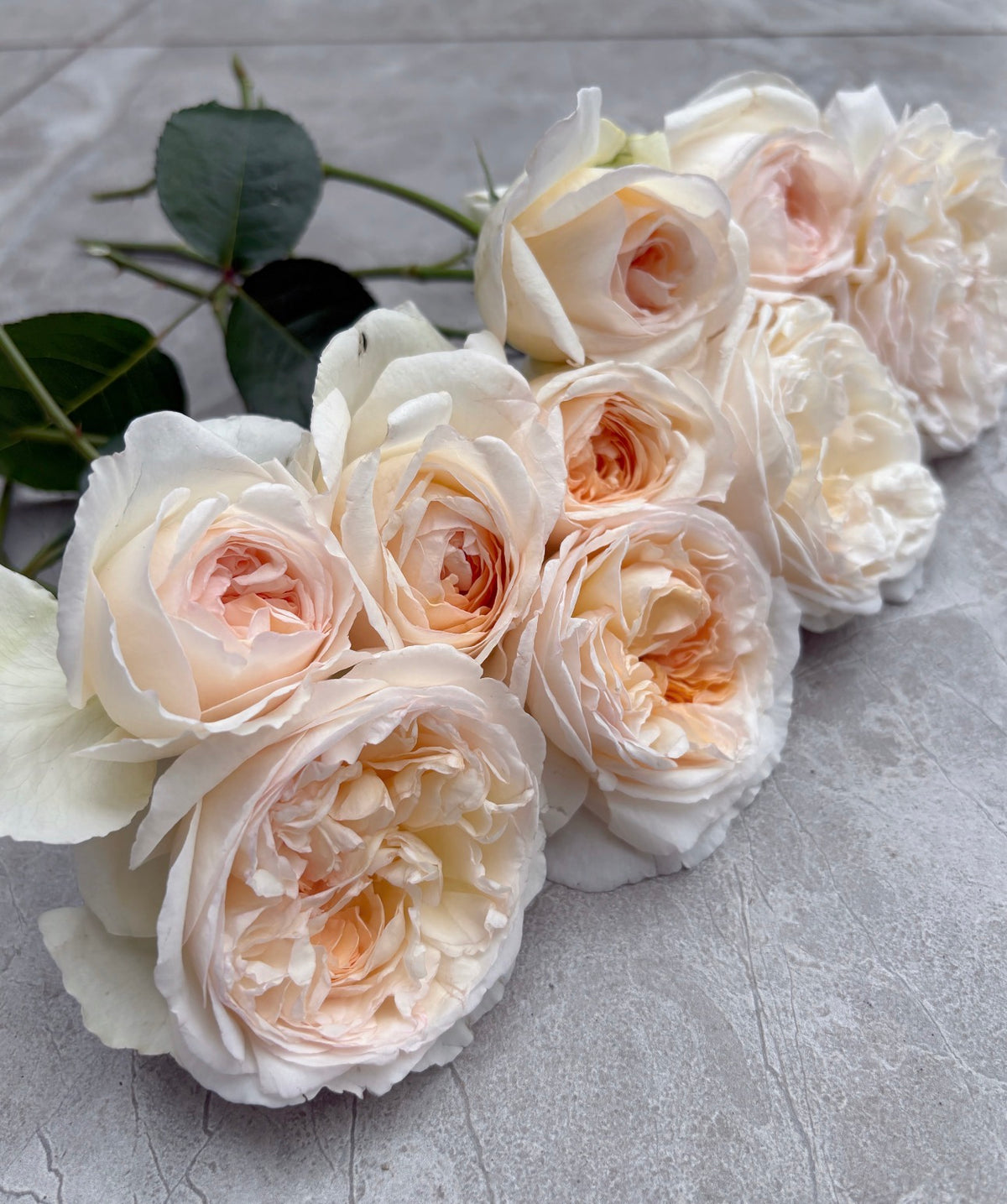 Rose Yuelong Sha 1 gallon pot