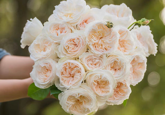 Rose Yuelong Sha 1 gallon pot