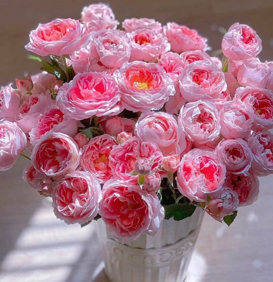 Japanese Rose Princess Sakura (樱花公主) - 1 Gallon live plant