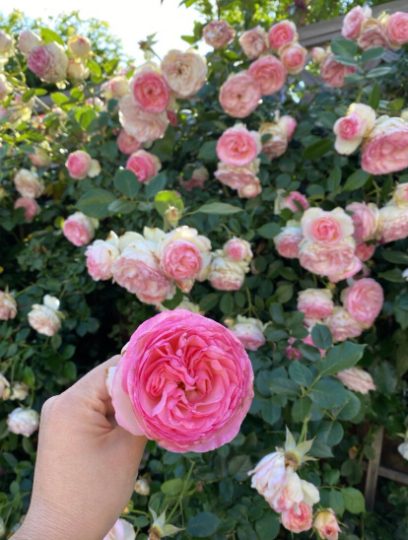 Eden Climbing Rose 粉色龙沙月季 -  4inch live plant own root