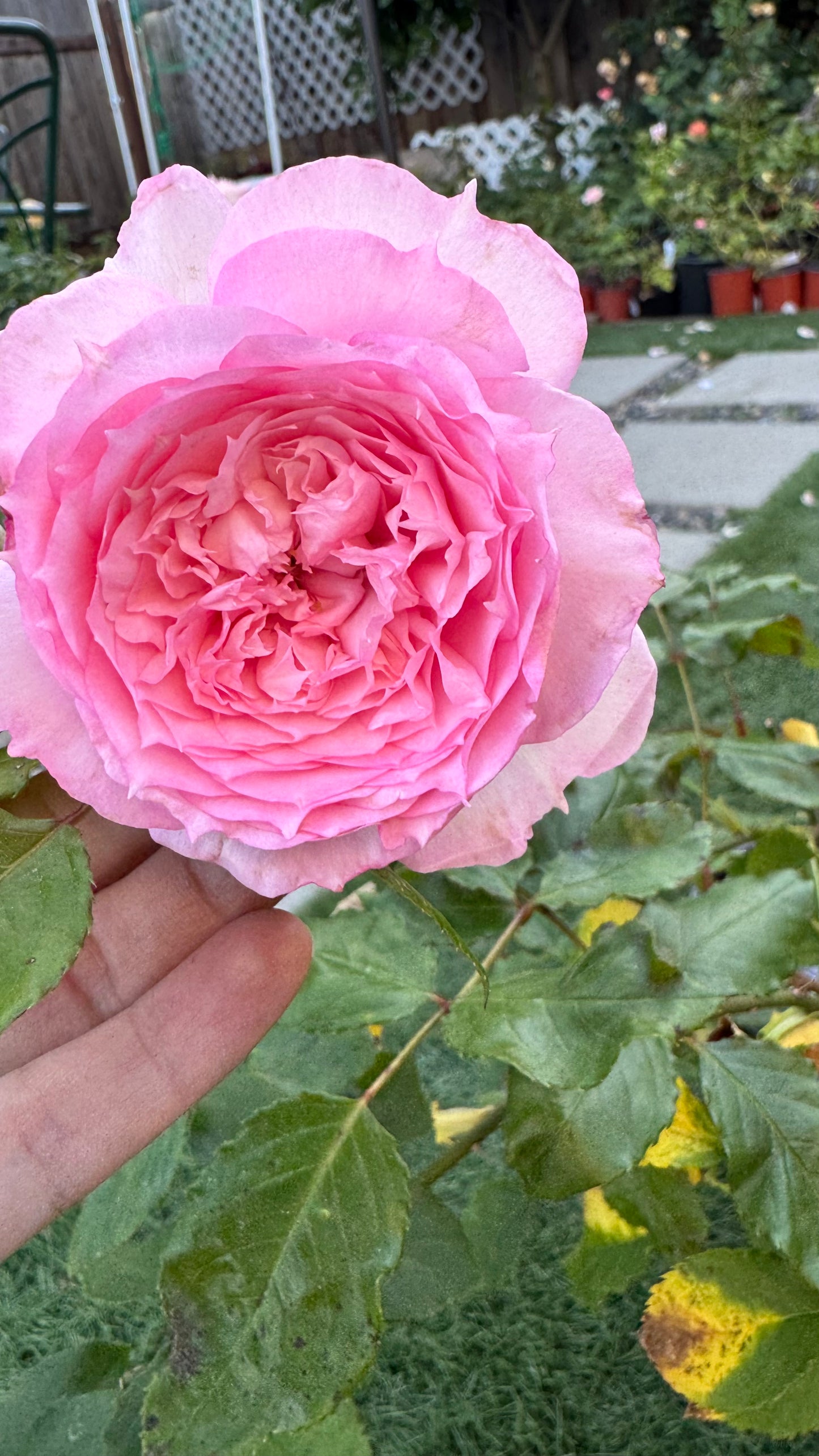 Chinese rose RongRongYue 溶溶月 1 Gallon size
