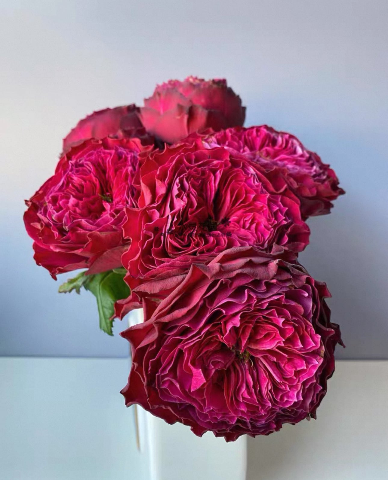 Pre-order Magic Vuvuzela 1 Gallon size