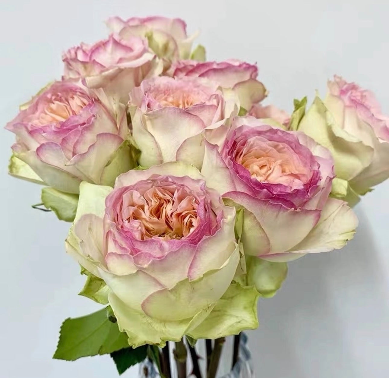 Sothiya AKA Butterfly Princess 6 inch own root