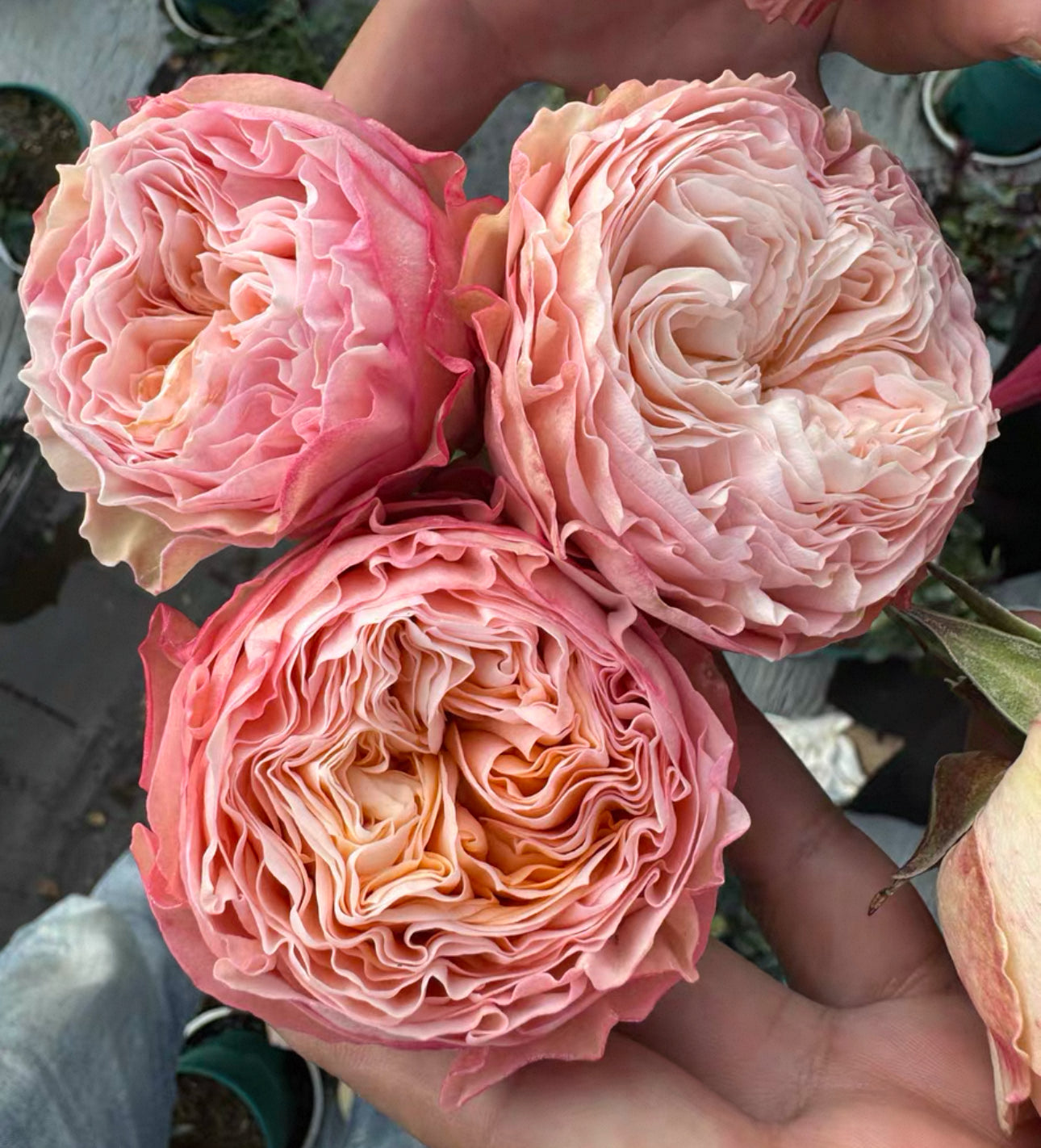 Rose “Mikira" Ownroot 6 inch to 1 gallon size