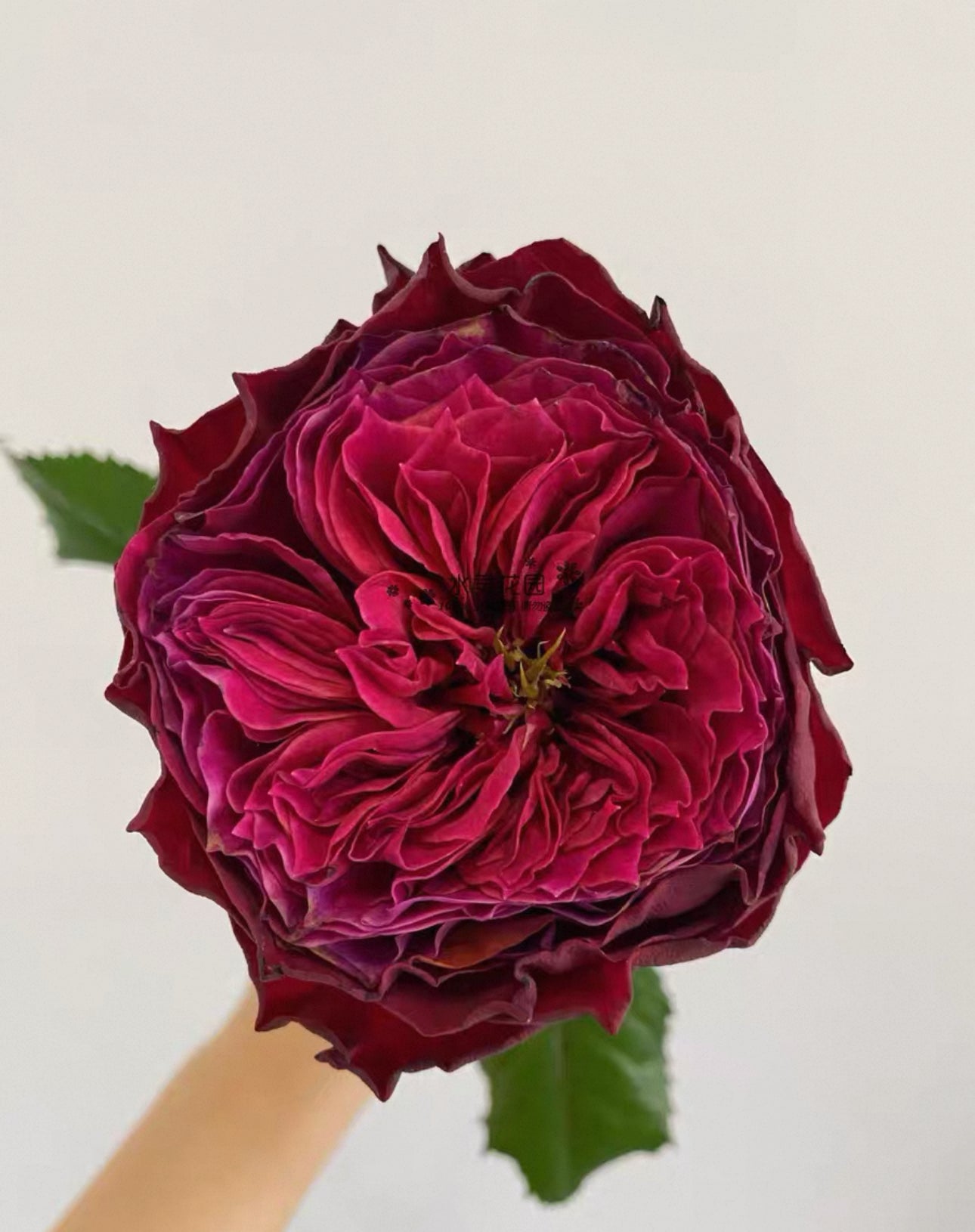 Pre-order Magic Vuvuzela 1 Gallon size