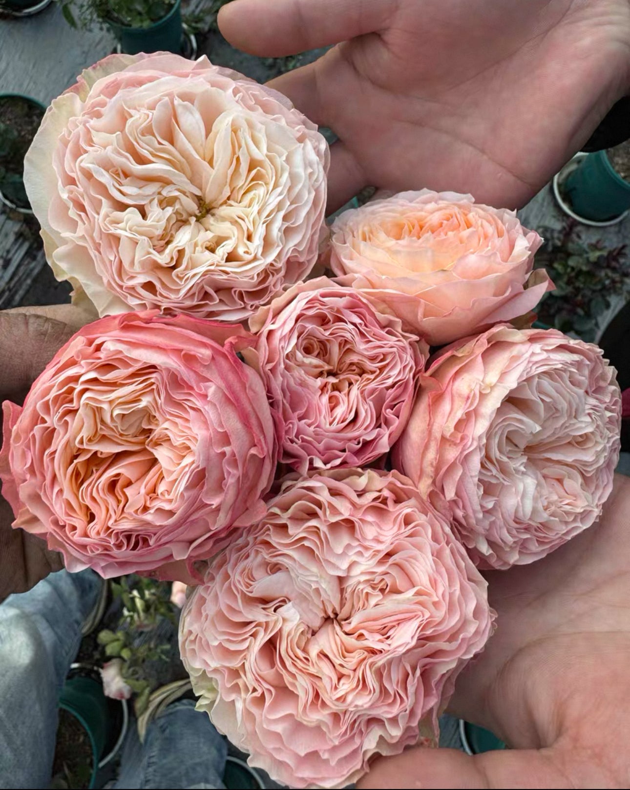 Rose “Mikira" Ownroot 6 inch to 1 gallon size