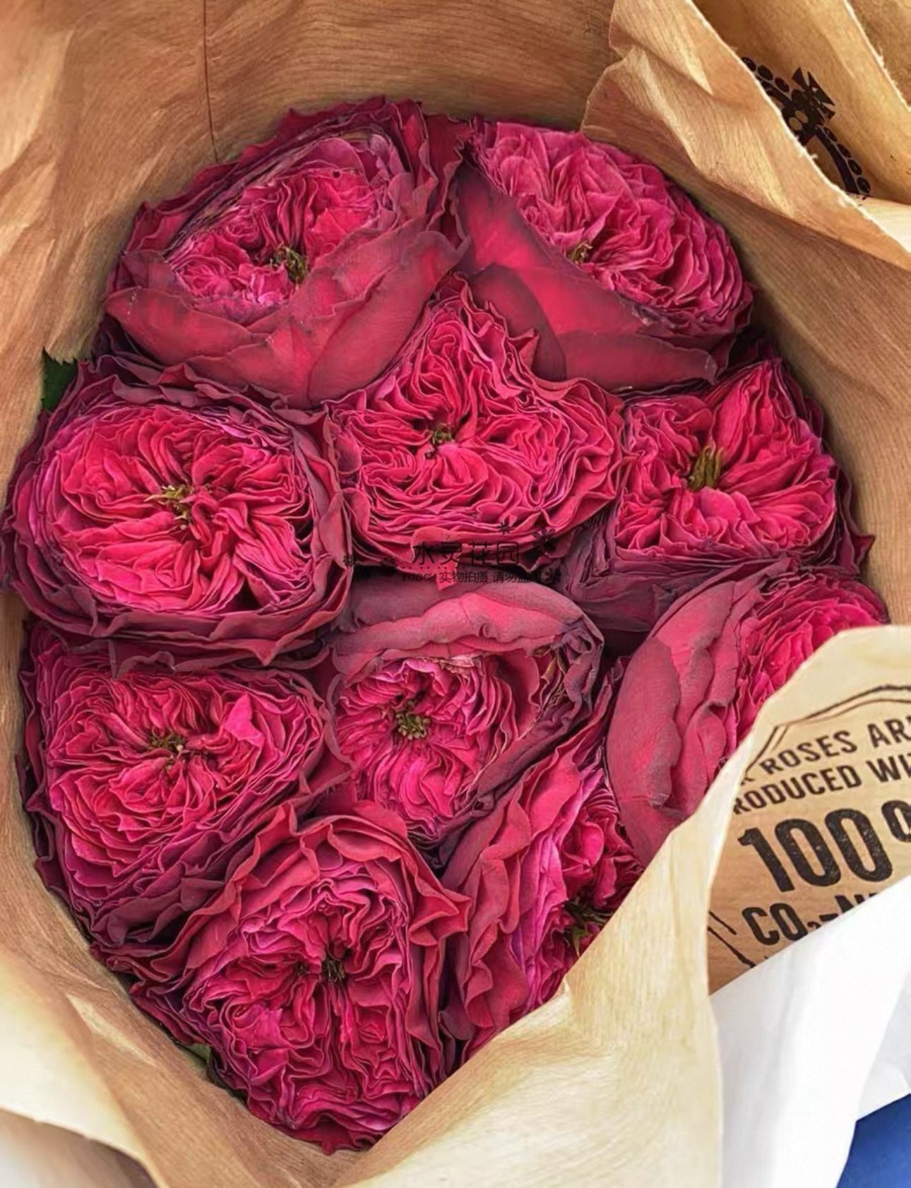 Pre-order Magic Vuvuzela 1 Gallon size