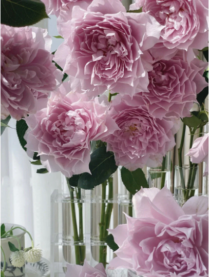 Shrub Rare Rose Huanzi (月季幻紫）Shrub rose 1 gallon