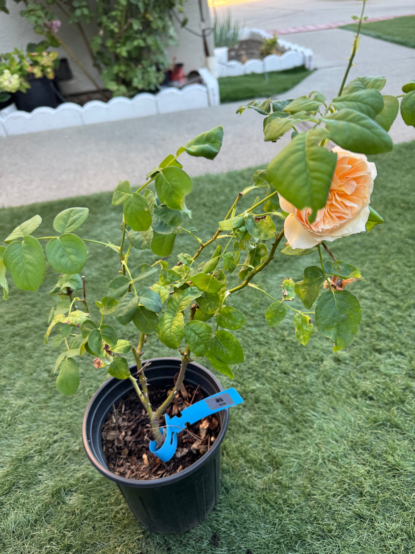 Chinese Rose. Hanxian.涵仙 Cutting Rose. Climbing Rose 1 gallon size own root