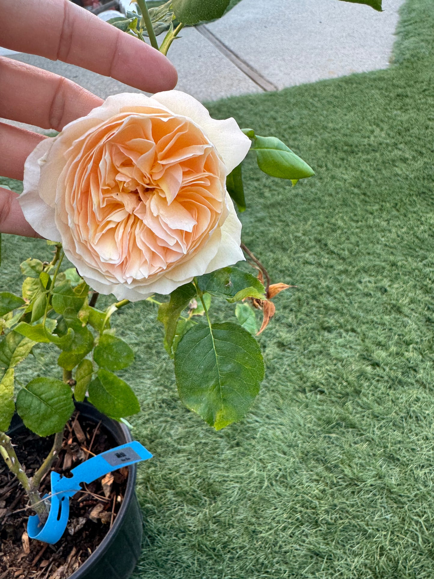 Chinese Rose. Hanxian.涵仙 Cutting Rose. Climbing Rose 1 gallon size own root