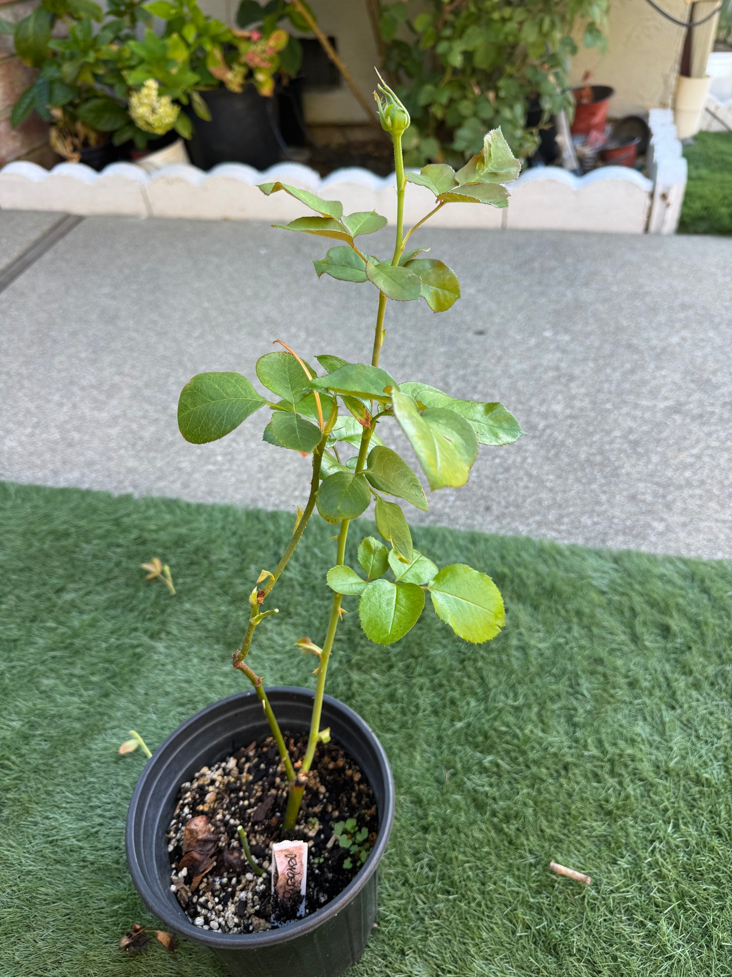 Rose Truly You 1 gallon size own root