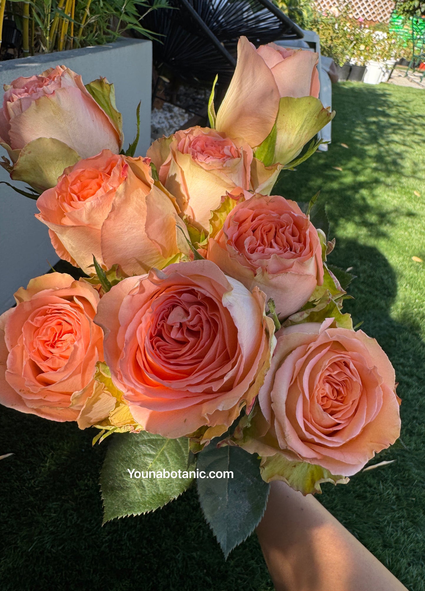 Rose Country Home 1 gallon own root