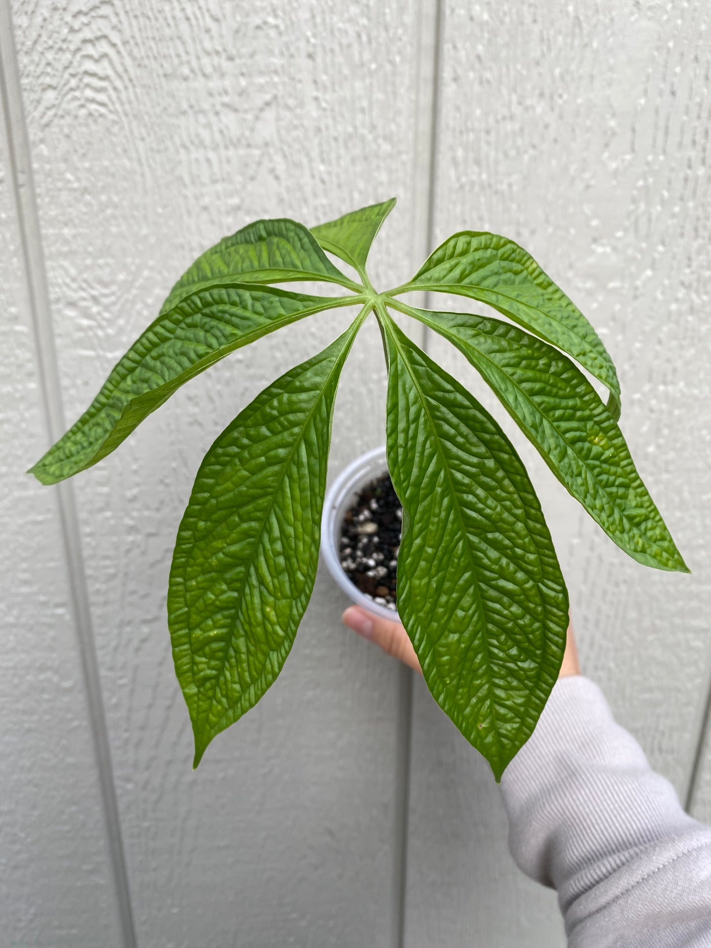 Anthurium Medusa live plant