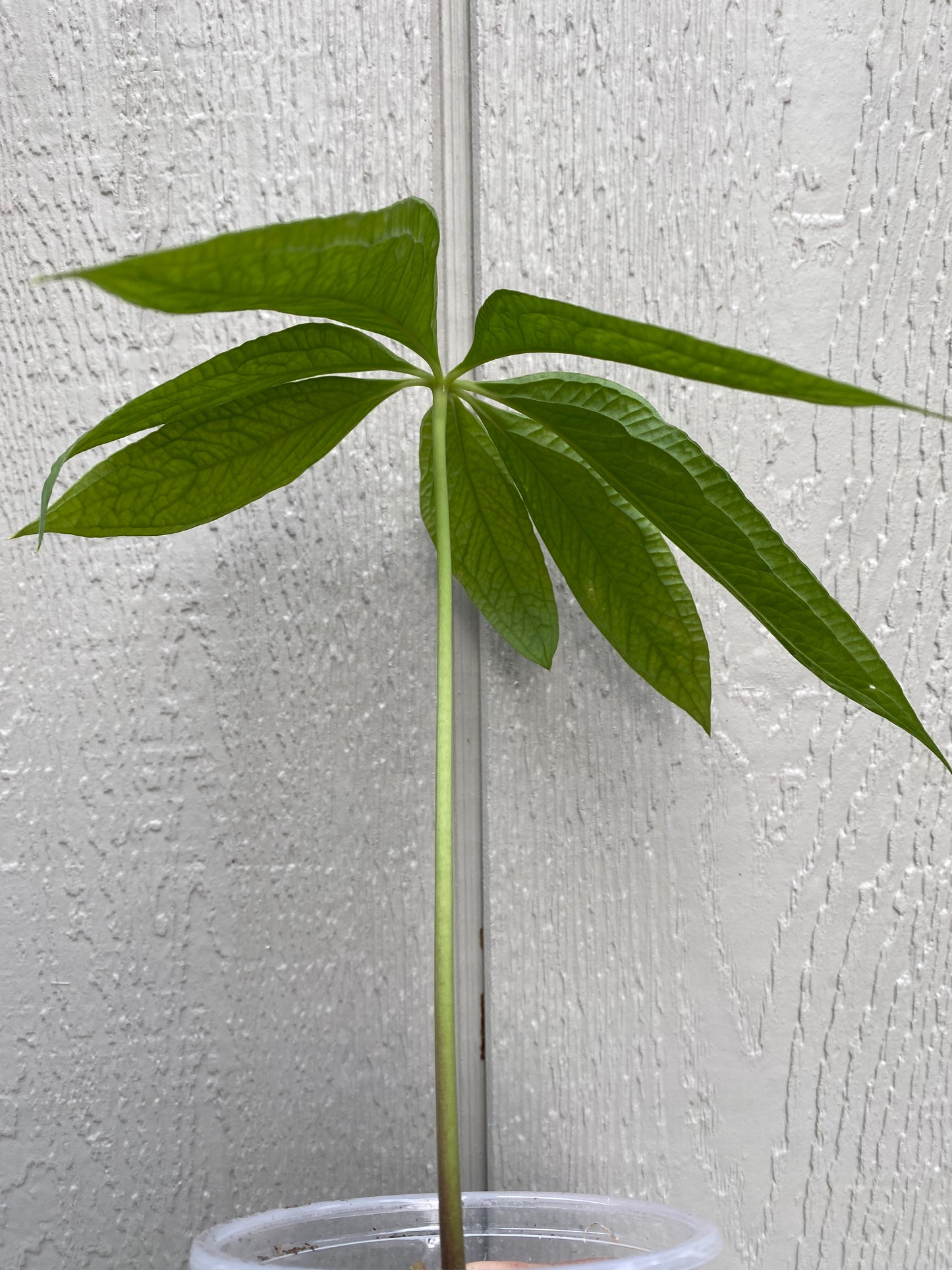 Anthurium Medusa live plant