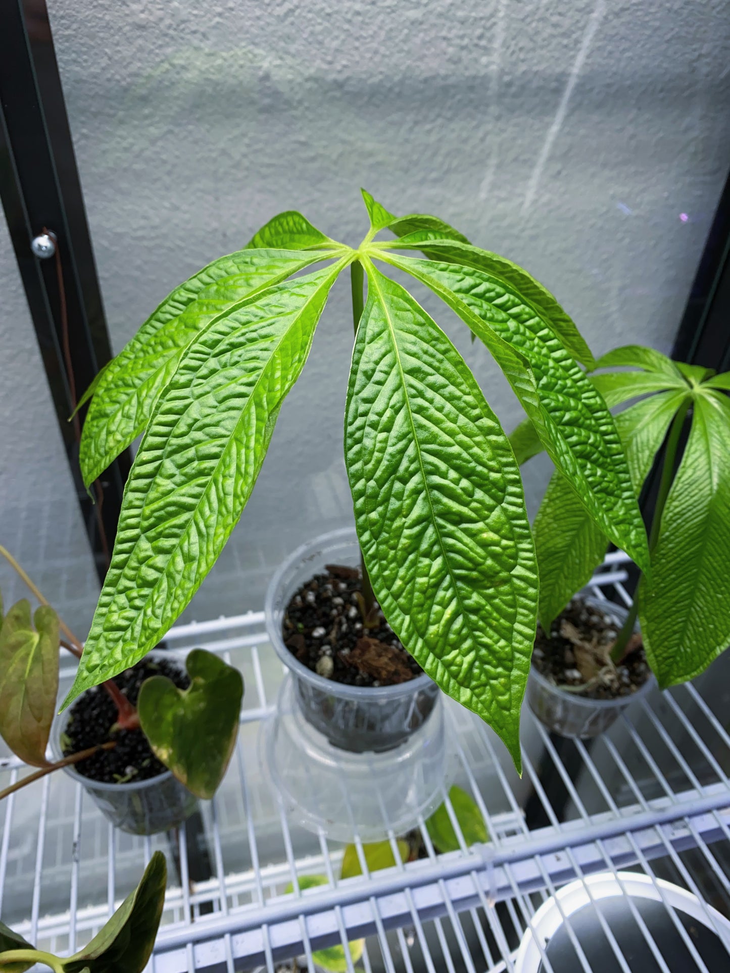 Anthurium Medusa live plant