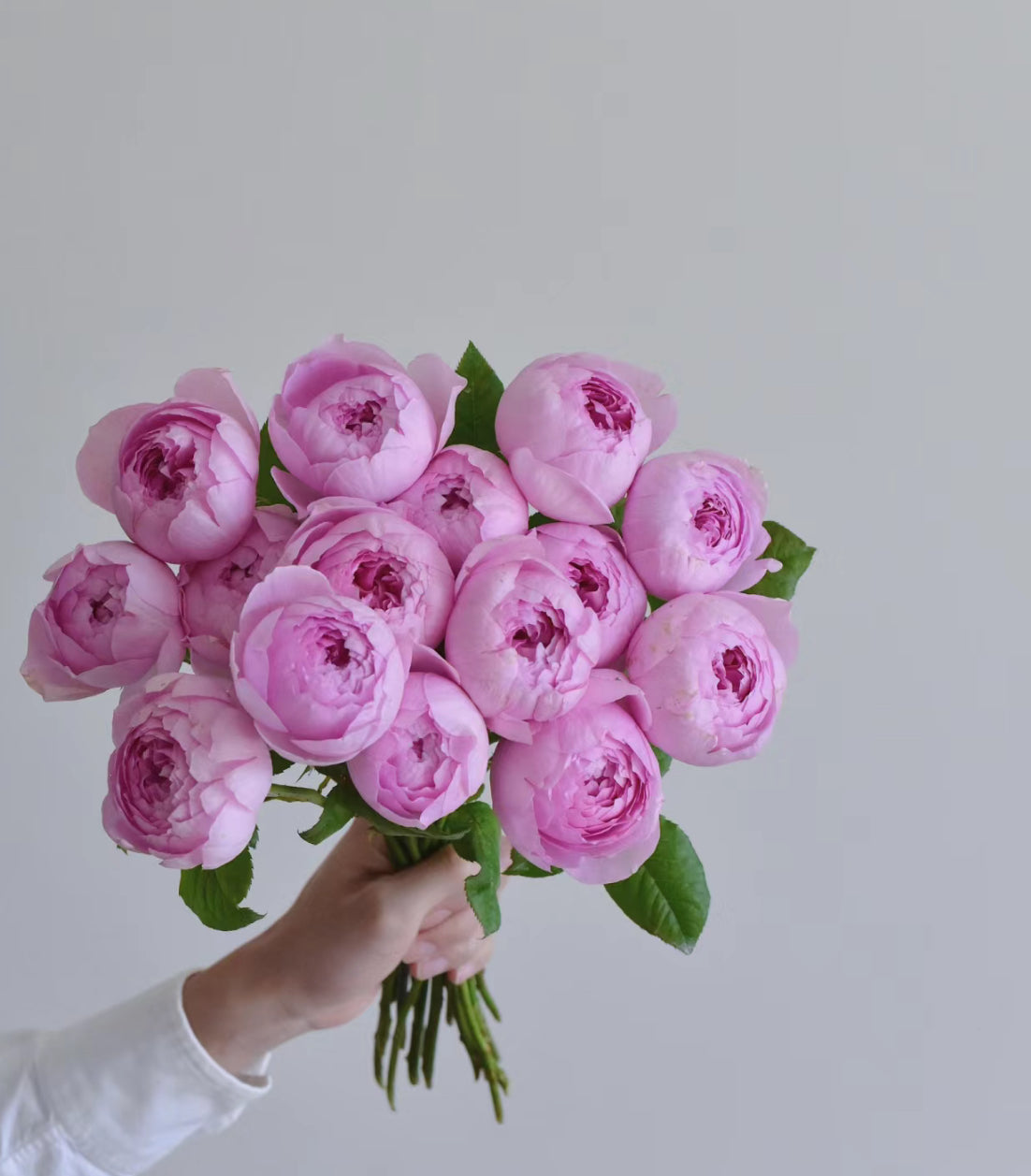 Rose  Yuhuangming 1 Gallon live plant