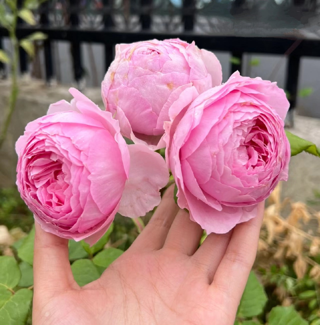 Rose  Yuhuangming 1 Gallon live plant