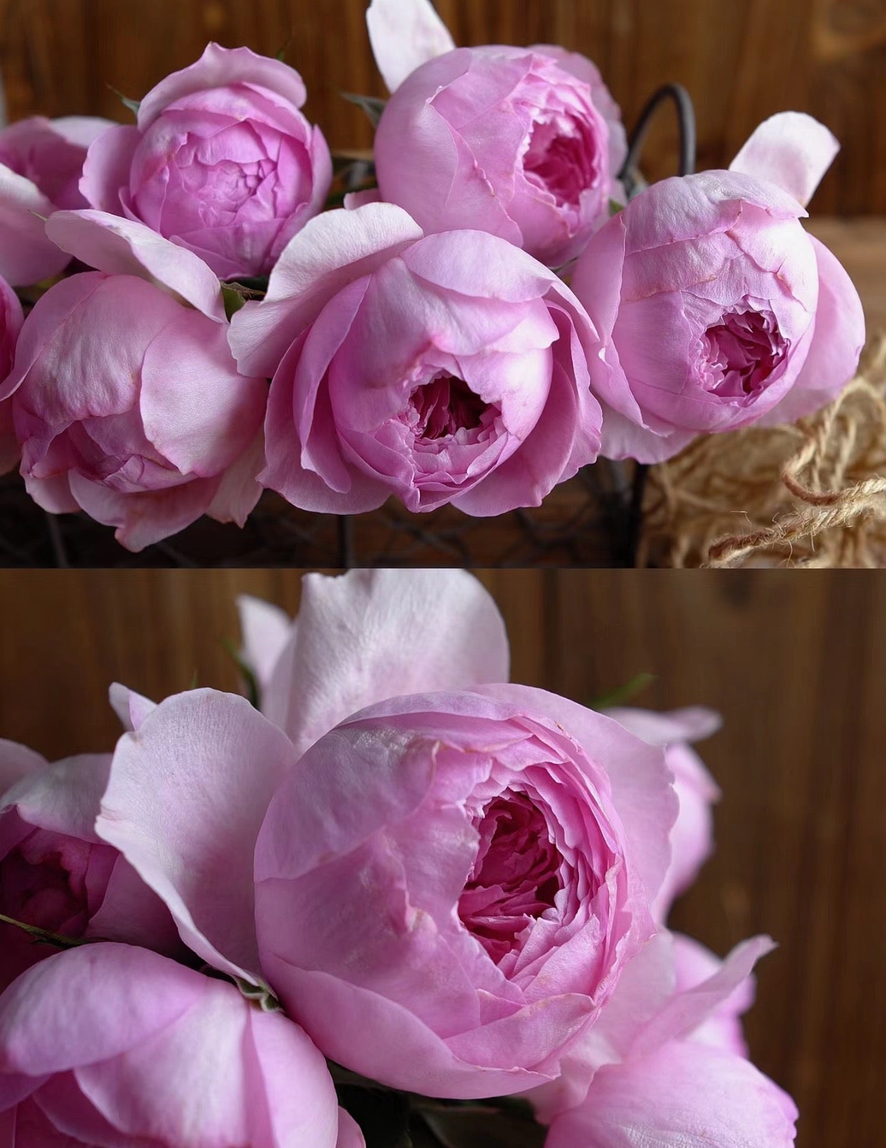 Rose  Yuhuangming 1 Gallon live plant