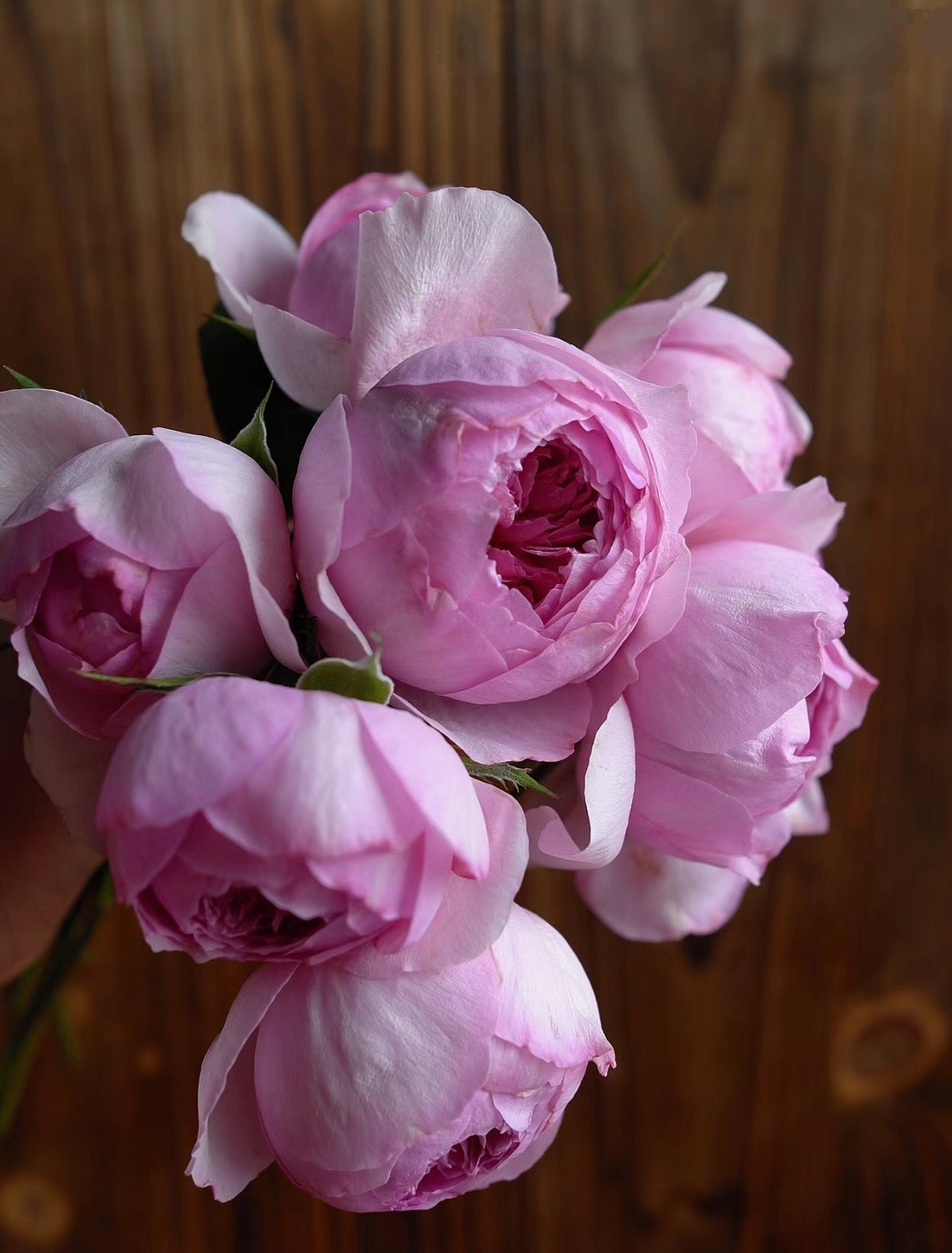 Rose  Yuhuangming 1 Gallon live plant