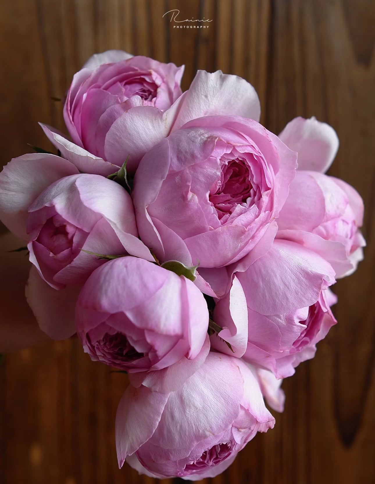 Rose  Yuhuangming 1 Gallon live plant