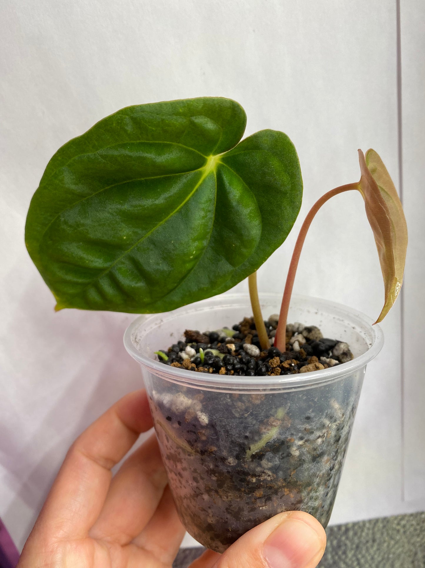 Lago Gatun Anthurium Pure Papi (Papillilaminum) Plant live plant