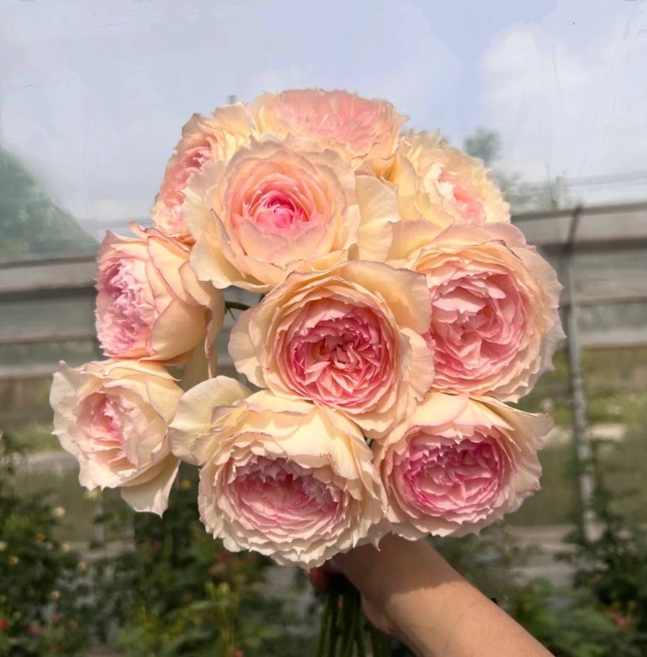 Rose YuWanSha  玉碗纱 1 gallon size