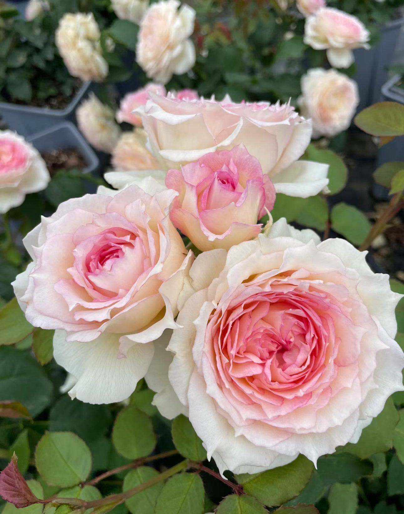 Rose YuWanSha  玉碗纱 1 gallon size