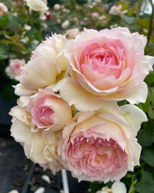 Rose YuWanSha  玉碗纱 1 gallon size