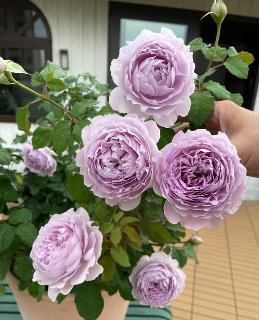 “Yinyinqing” 隐隐青 (Faint Blue) Chinese Rose Live Plant Shrub 4 inch size