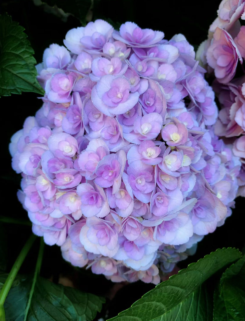 Hydrangea Love 你我的爱意- 3 Gallon size