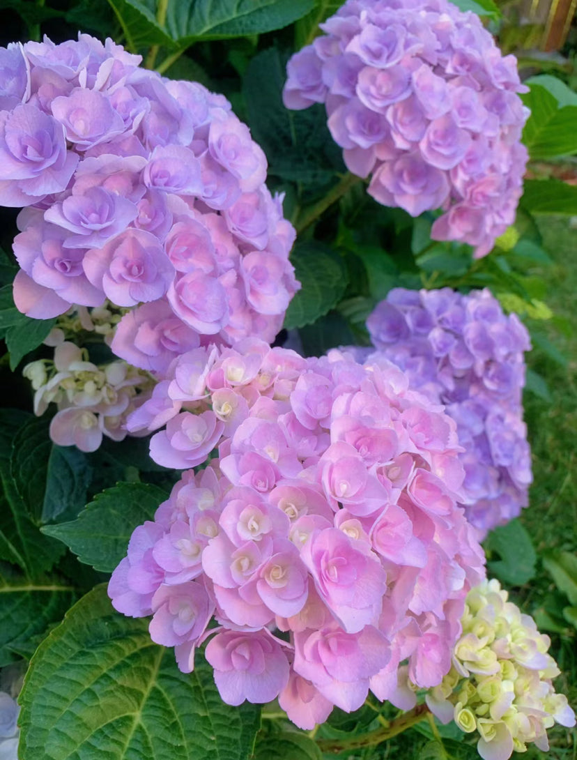 Hydrangea Love 你我的爱意- 3 Gallon size