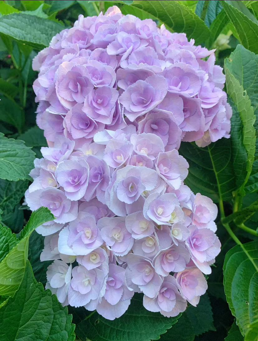 Hydrangea Love 你我的爱意- 3 Gallon size