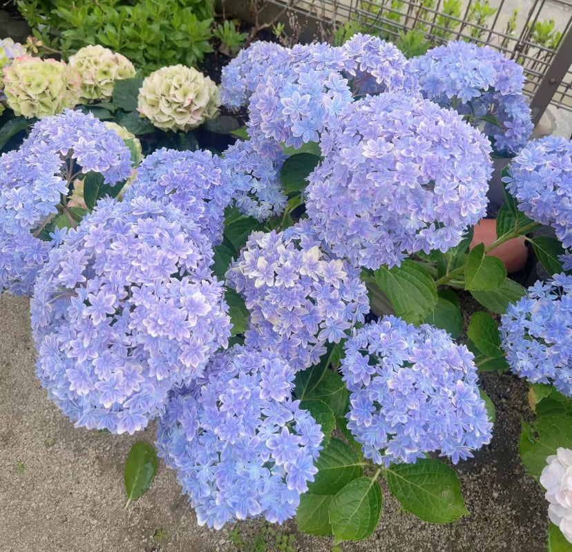 Japanese  Hydrangea  Mangekyou （万华镜） -1  Gallon size