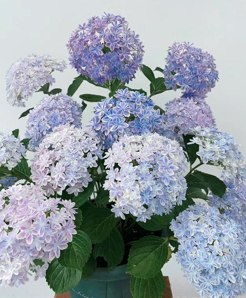 Japanese  Hydrangea  Mangekyou （万华镜） -1  Gallon size