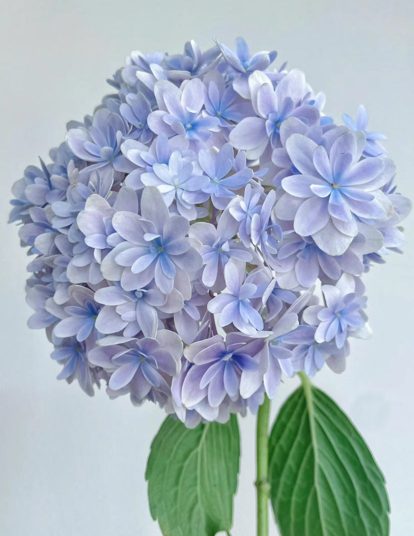 Japanese  Hydrangea  Mangekyou （万华镜） -1  Gallon size