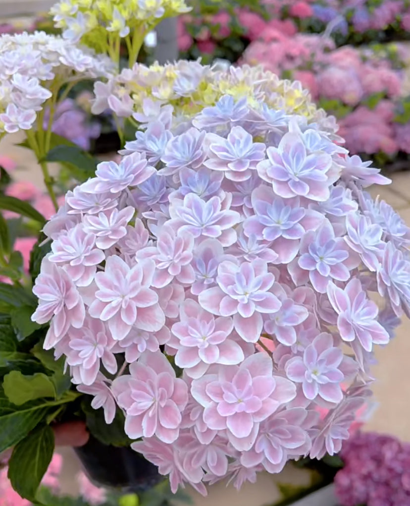 Japanese  Hydrangea  Mangekyou （万华镜） -1  Gallon size