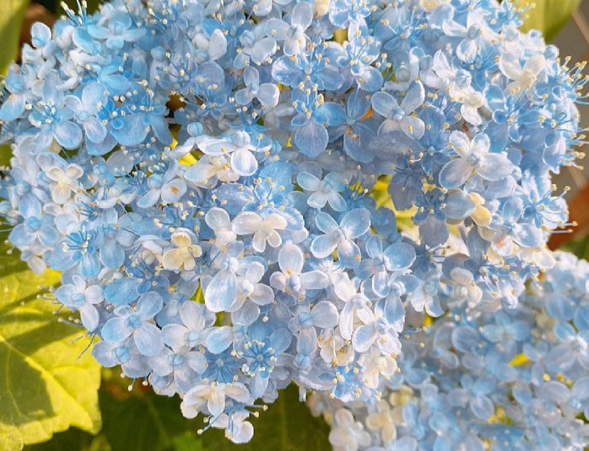 Japanese Hydrangea  Mikawa-Chidori 三河千鸟 1 Gallon Size