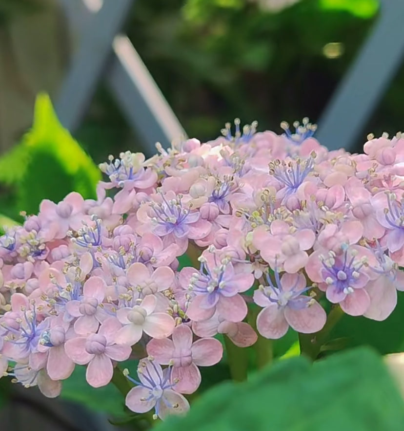 Japanese Hydrangea  Mikawa-Chidori 三河千鸟 1 Gallon Size