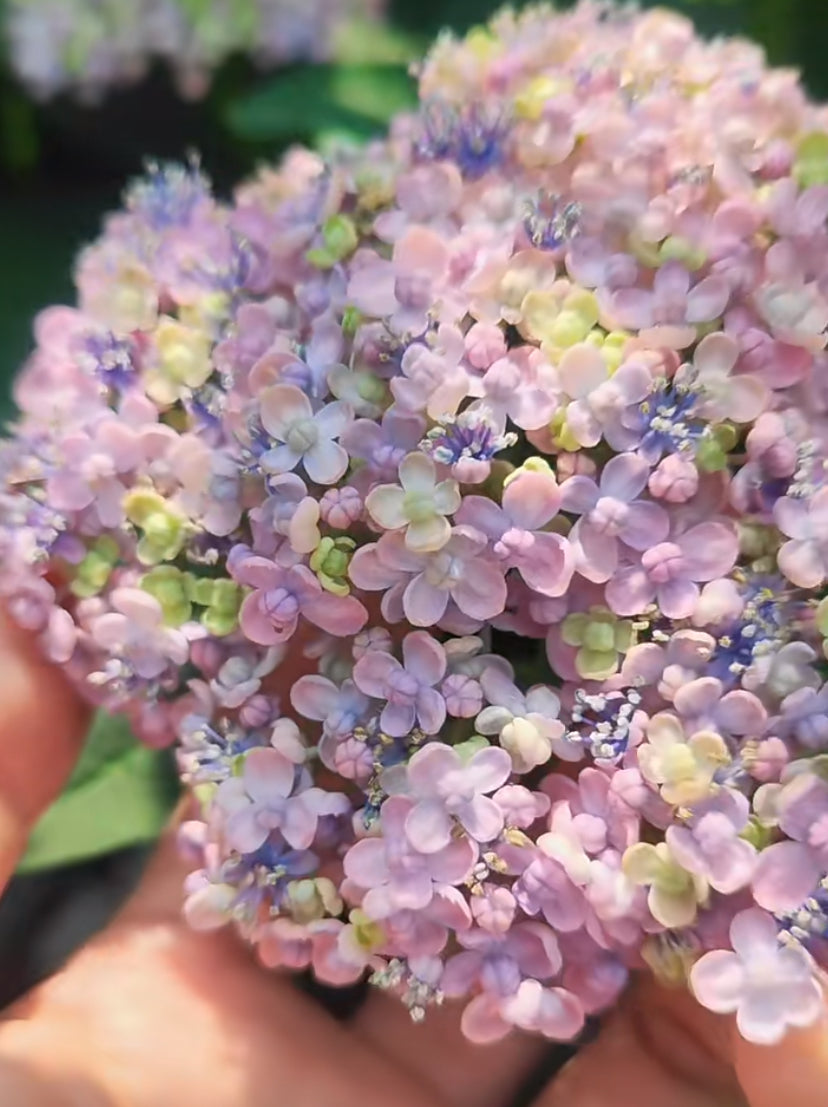 Japanese Hydrangea  Mikawa-Chidori 三河千鸟 1 Gallon Size