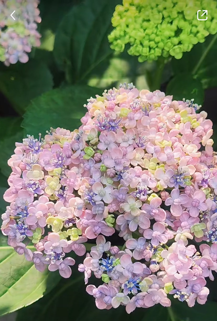 Japanese Hydrangea  Mikawa-Chidori 三河千鸟 1 Gallon Size